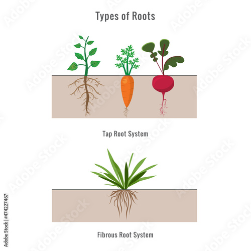vector illustration of Plants with different types of root systems