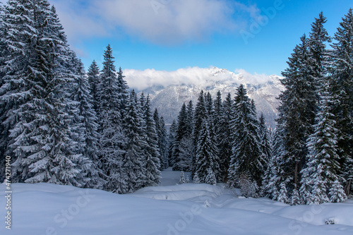 Snow covered pine trees in alpine forest