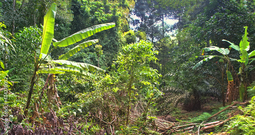 Clearing forest areas for banana plantations, cutting farming in Southeast Asia