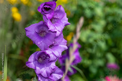 Close up of purple gladiolus flowers in bloom