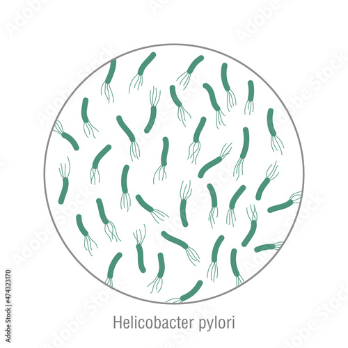 Helicobacter pylori, pathogenic bacteria. Bacterial microorganism. Microbiology.
