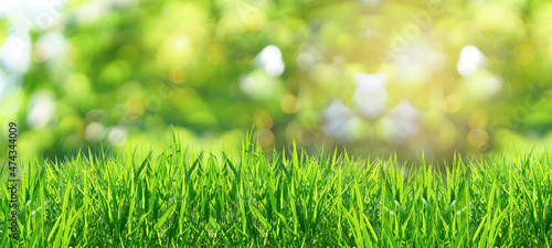 Nature green grass with bokeh background.