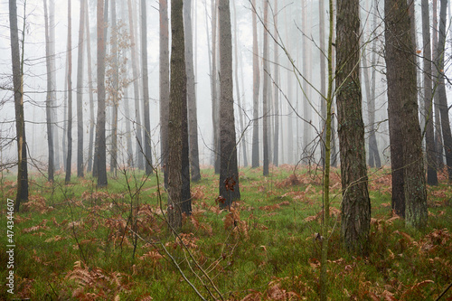 leśna ścieżka we mgle