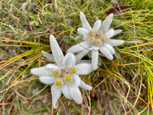 Close up of an Edelweiss, Swiss Alps.