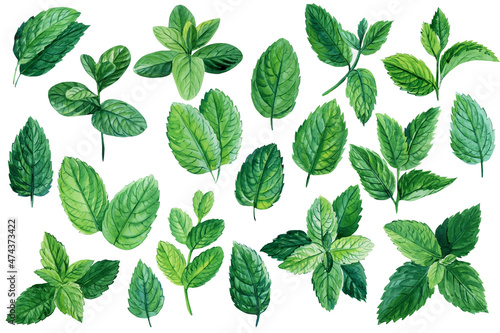 Set of mint leaves on isolated white background, watercolor illustration, peppermint and spearmint