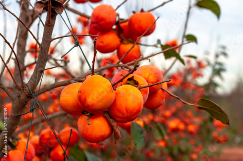 Kakis (Diospyros kaki, kaki persimmon) in a tree ready to be harvested in a plot of the Denomination of Protected Origin (D.O.P.) Ribera del Xúquer in Valencia (Spain)