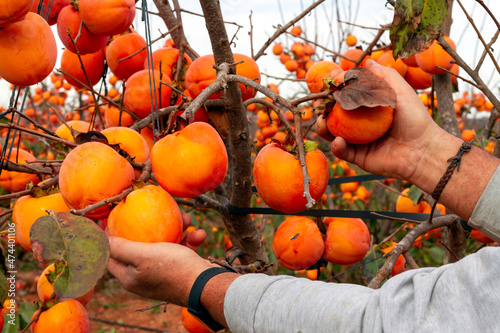 Farmer harvests kakis (Diospyros kaki, kaki persimmon) in a plot of the Protected Designation of Origin (D.O.P.) Ribera del Xúquer in Valencia (Spain)