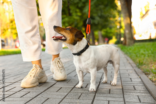 Woman walking cute Jack Russel terrier on leash outdoors