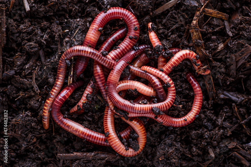 Many living earthworms for fishing in the soil, background