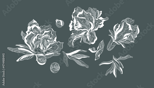 Pomergranate flower. Bouquet, vector illustration