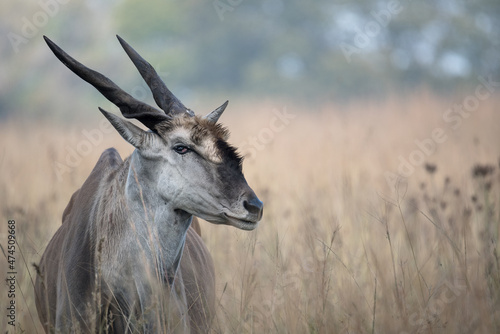 eland in the grass