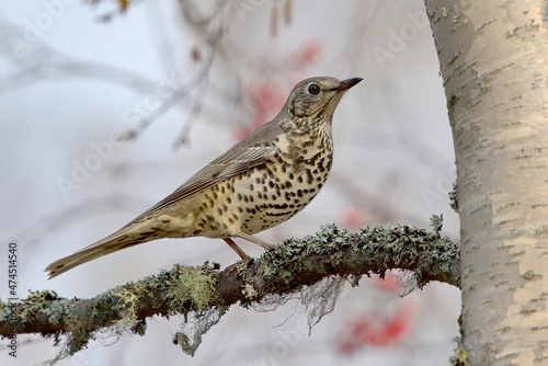 Mistle thrush (Turdus viscivorus) sitting on a branch.