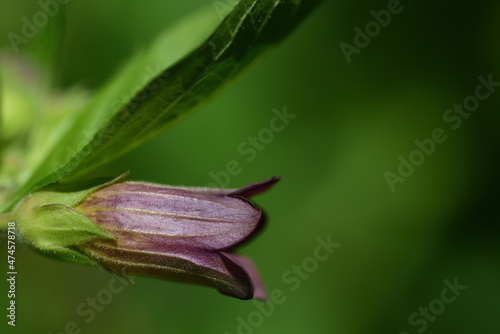 Close-up of the purple blossom of a deadly nightshade (Atropa belladonna) growing on a bush against a green background with space for text