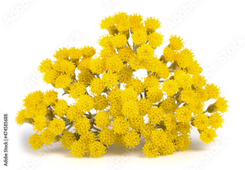 Helichrysum flowers