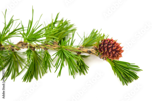 Larch branch with cone