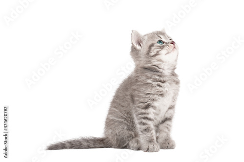little gray kitten scottish straight isolated