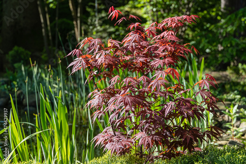 Japanese maple Acer palmatum Atropurpureum on bank of beautiful garden pond. Young red leaves on blurred background of leaves of swamp iris. Spring landscaped garden. Nature concept for design.