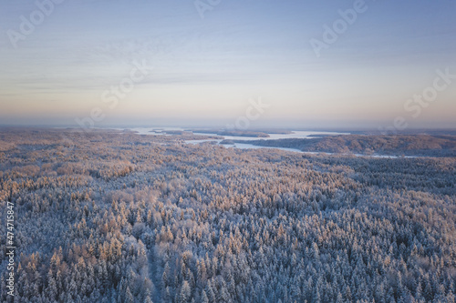 The frozen forest in Russian North