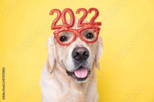 Dog wearing glasses 2022 for the new year. Golden retriever for Christmas sits on a yellow background in red glasses. Postcard with place for text for the new year with a pet.