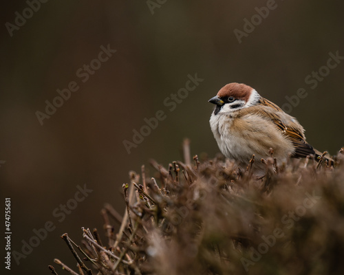 Eurasian tree sparrow