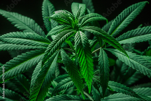 Mature marijuana plant with bud and leaves. Marijuana plant texture on an indoor cannabis farm.The concept of Indoor grow marijuana. marijuana for recreational purposes.