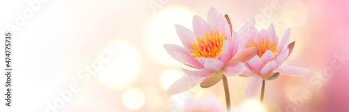 Lotus flowers blooming over pink blurred background. Water lily flower close up. Waterlily close-up. Blooming pink aquatic flowers on wide screen background, macro. Water lillies floral art design