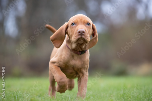 Hungarian vizla puppy