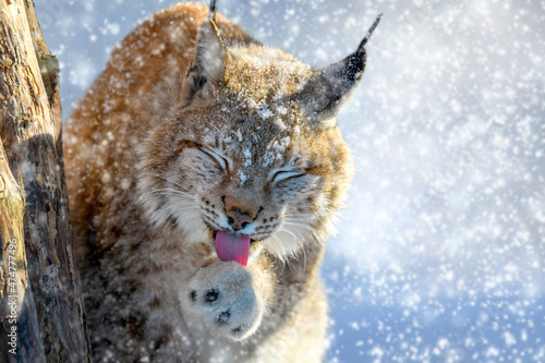 Lynx portrait in the snow. Wildlife scene from winter nature
