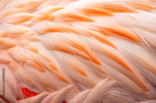 Texture of pink flamingo feathers. 