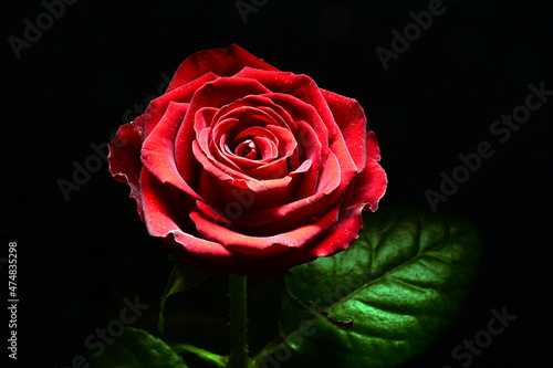 Czerwona róża na czarnym tle. Idealne na bukiet oraz na miłosne życzenia i urodziny. Kwiat, życzliwość, przyjaźń. Wszystkie słowa zawarte w jednym kwiatku. Prezent dla kobiety, mężczyzna dla rodziców.