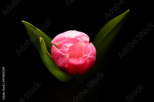 200 / 5000 Wyniki tłumaczenia Różowy tulipan na czarnym tle. Idealne na bukiet oraz na miłosne życzenia i urodziny. Kwiat, życzliwość, przyjaźń. Wszystkie słowa zawarte w jednym kwiatku. Prezent dla k