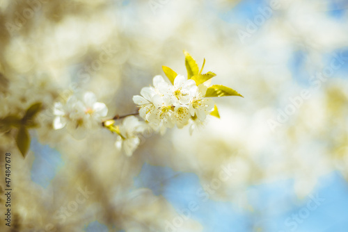 Kwiaty wiśni zakwitające na wiosnę
