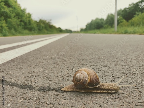 Ślimak idący po drodze