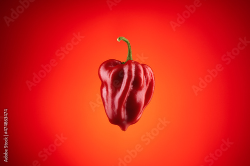Habanero pepper on red background, hot spicy habanero pepper.