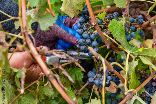 Grapes Harvesting and Picking Up. Grape harvesting for wine making storytelling