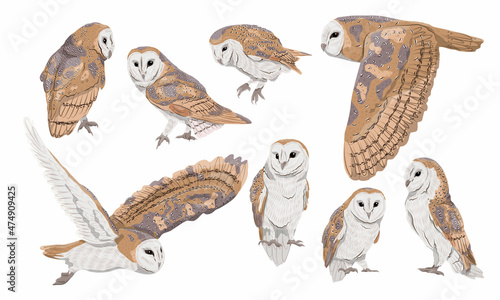 A set of males and females of the common barn owl Tyto alba in different poses. Wild birds of the forest. Realistic vector bird