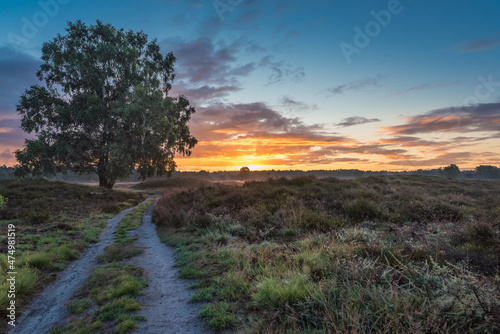 Ein Weg mit Baum auf dem Pestruper Gräberfeld bei Wildeshausen zum Sonnenaufgang