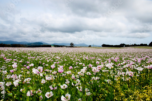 Poppy Field - Tasmania - Australia