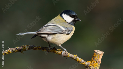 Black and Yellow (Great Tit)