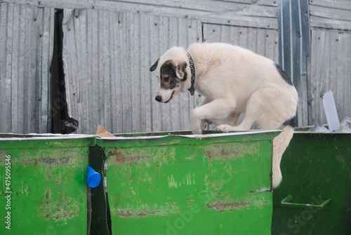 the dog happily rummages in the trash jumping on dumpsters