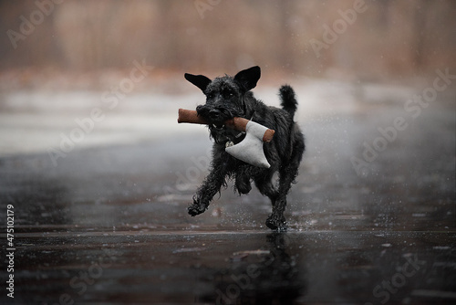 black schnauzer running