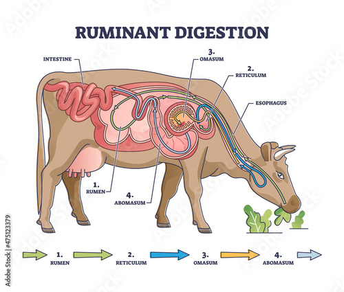 Ruminant digestion system with inner digestive structure outline diagram. Labeled educational scheme with rumen, reticulum, omasum and abomasum process stages vector illustration. Veterinary biology.