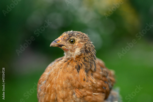 Free range chicken on a traditional poultry farm