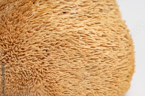 Dried Lion's Mane mushrooms or Hericium Erinaceus macro photo texture, herbs fungus for health.