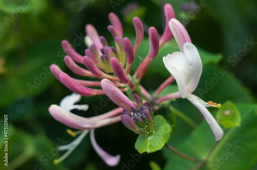 inflorescence of Italian honeysuckle, macro