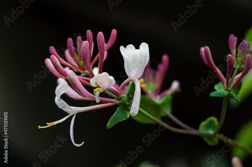 blooming twig of Italian honeysuckle, macro