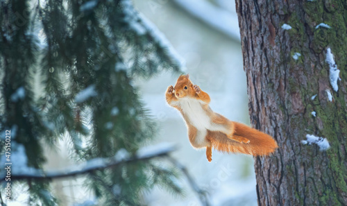 Flying squirrel jumps from tree to tree.