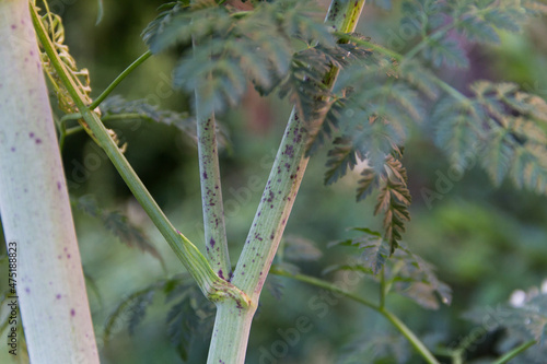 close up characteristic red spots of hemlock trunk