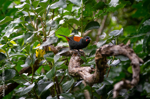 North Island Saddleback (Philesturnus Rufusater), native to New Zealand, on the branch of a tree.