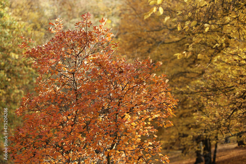 Piękny jesienny widok na żółte liście.
